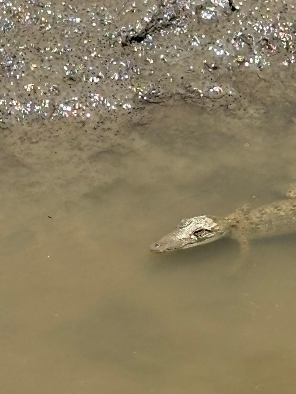 Croc Safari – We Failed&nbsp;Steve